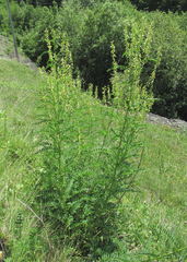 Astragalus galegiformis