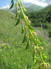 Astragalus galegiformis