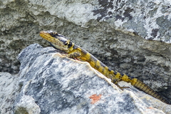 Pseudocordylus microlepidotus microlepidotus