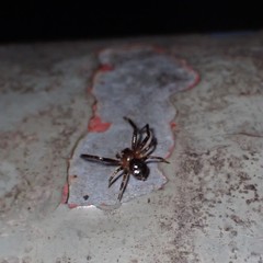Pycnaxis