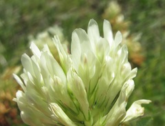 Trifolium trichocephalum