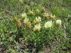 Trifolium trichocephalum
