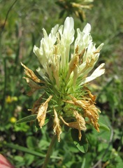 Trifolium trichocephalum