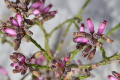Erica cristata