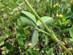 Trifolium trichocephalum