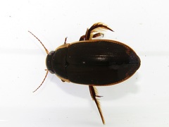 Dytiscus semisulcatus