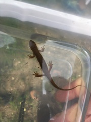 Lissotriton vulgaris