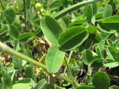 Trifolium trichocephalum