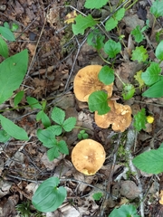 Lentinus substrictus
