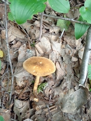 Lentinus substrictus