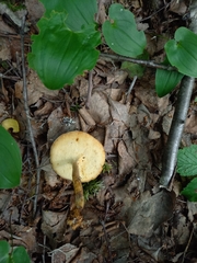 Lentinus substrictus