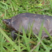 Herrera's Mud Turtle - Photo (c) Arturo Hernandez, some rights reserved (CC BY-NC)