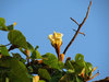 Ochroma - Photo (c) Katja Schulz, some rights reserved (CC BY)