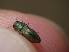 Buprestinae