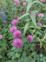Trifolium pratense