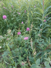 Trifolium pratense