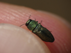 Buprestinae