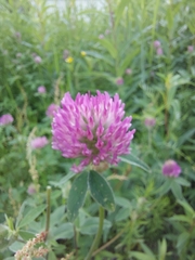 Trifolium pratense