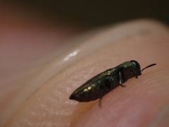 Buprestinae