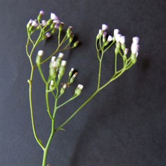Cyanthillium cinereum image