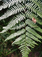 Pteridium pinetorum