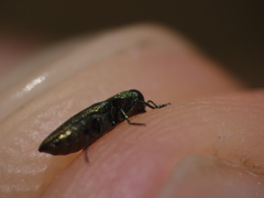 Buprestinae