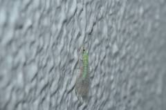 Pseudomallada cognatellus