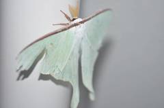 Actias aliena