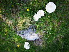 Melanoleuca strictipes