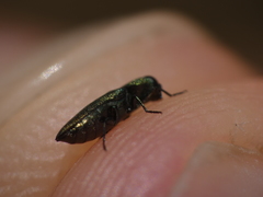 Buprestinae