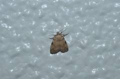 Mimachrostia fasciata