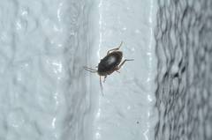 Borboresthes cruralis