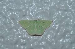 Comostola subtiliaria