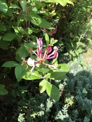 Lonicera periclymenum