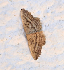 Idaea mediaria