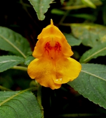 Impatiens pyrrhotricha