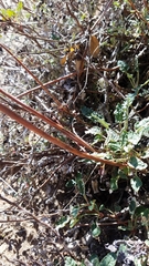 Eriogonum nudum auriculatum