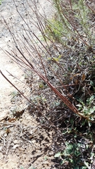 Eriogonum nudum auriculatum