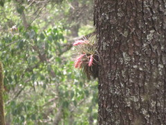 Tillandsia erubescens