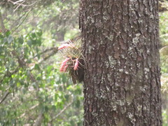 Tillandsia erubescens