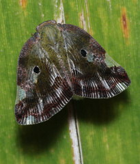 Ricania marginalis