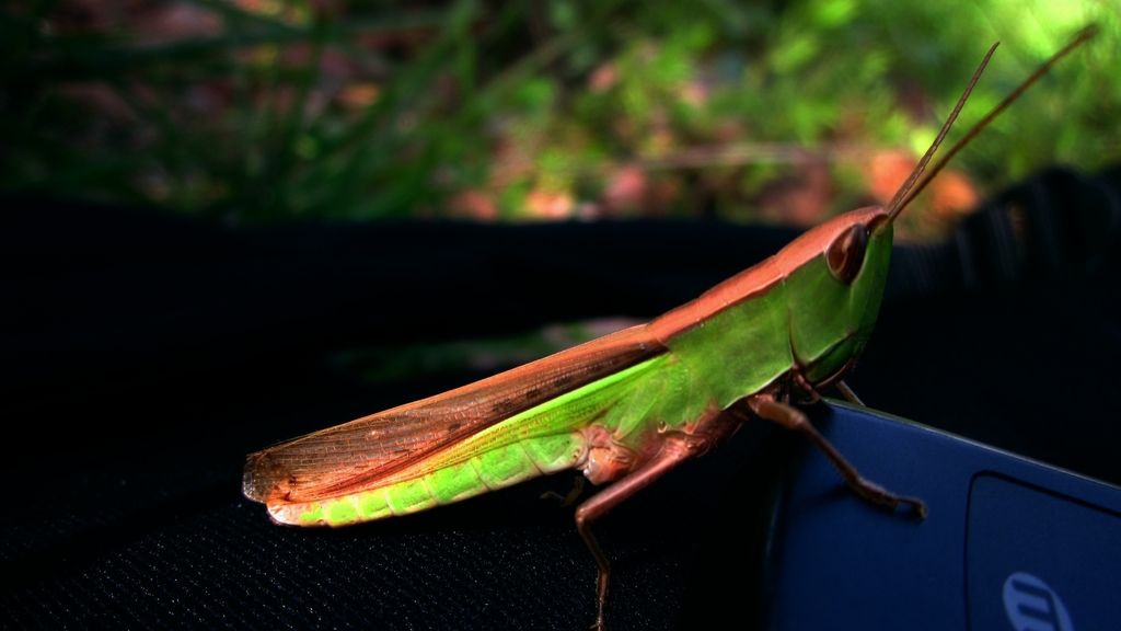 Orthochtha indica
