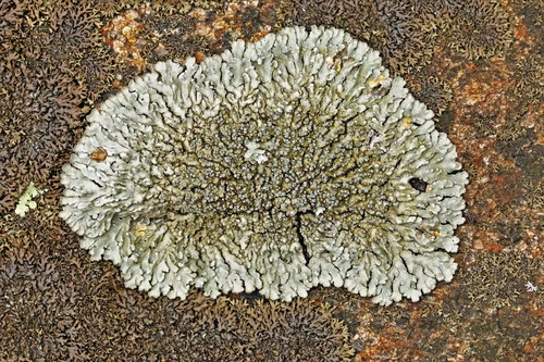 Spicy Mustard-rosette