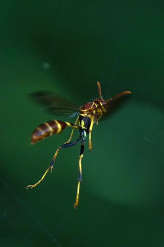Mexican Paper Wasp photo 6