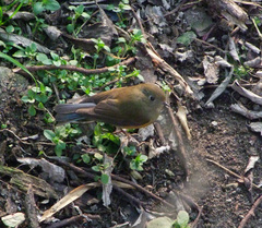 Tarsiger rufilatus