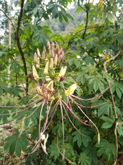 Cleome magnifica