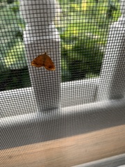 Mellilla xanthometata