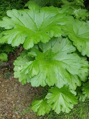 Darmera peltata