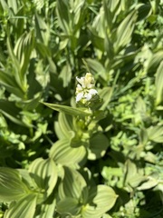 Veratrum californicum