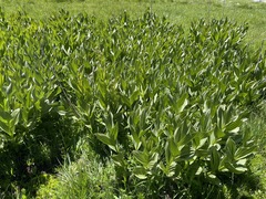 Veratrum californicum